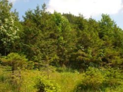 2013-07-20_Regina-F-Rau_Kochel-Rabenkopf (324).JPG
